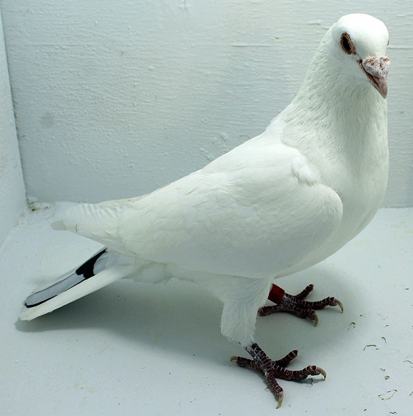 Band: 107144 AU AA 2021